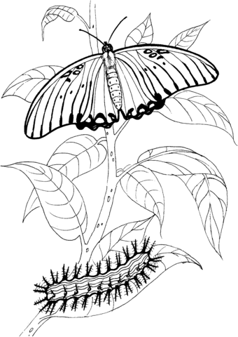 Caterpillar And Buttefly Coloring Page